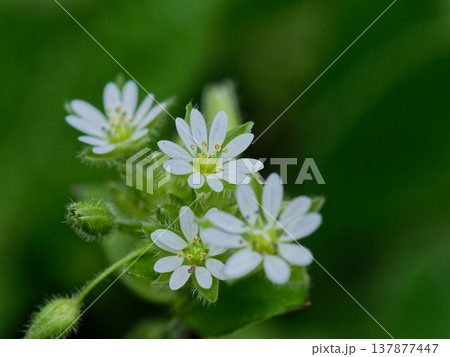 ウシハコベ群生 春を待つ草花 ウシハコベ群生 春を待つ草花 137877447