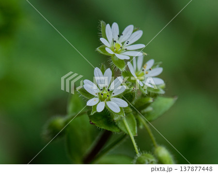 ウシハコベ群生　春を待つ草花 137877448