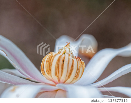 日本固有種モクレン科シデコブシの開花 137877513