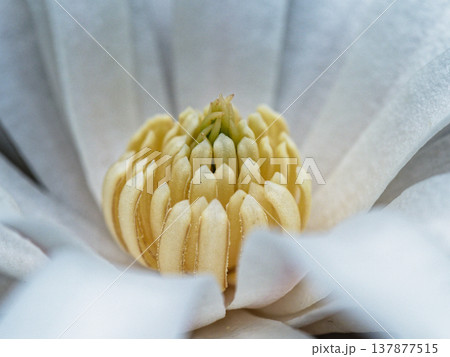 日本固有種モクレン科シデコブシの開花 137877515