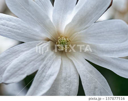 日本固有種モクレン科シデコブシの開花 137877516