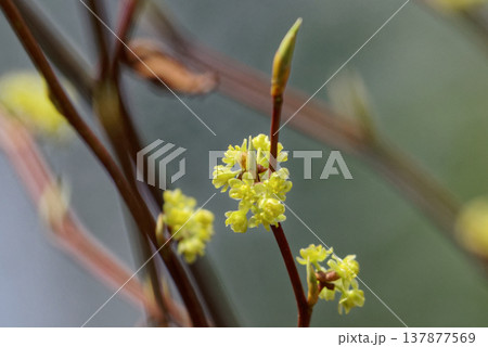 クスノキ科シロモジの花 クスノキ科シロモジの花 137877569
