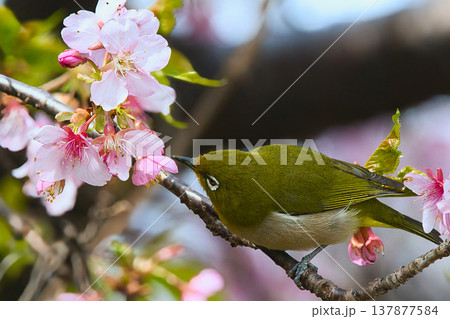 桜の蜜を吸うメジロ 137877584