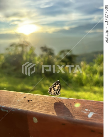 Small Spotted Butterfly Resting on Railing with Scenic Golden Hour Sunset Background Small Spotted Butterfly Resting on Railing with Scenic Golden Hour Sunset Background 137877609