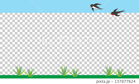 Swallows in flight in a grassland frame illustration material 137877624