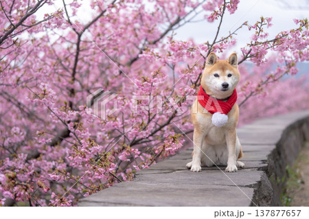 桜背景に柴犬　可愛い柴犬　柴犬茜 137877657