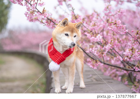 桜背景に柴犬　可愛い柴犬　柴犬茜 137877667