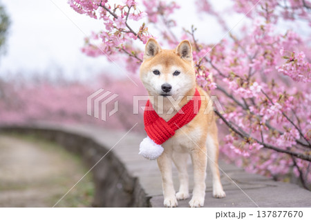 桜背景に柴犬 可愛い柴犬 柴犬茜 桜背景に柴犬 可愛い柴犬 柴犬茜 137877670