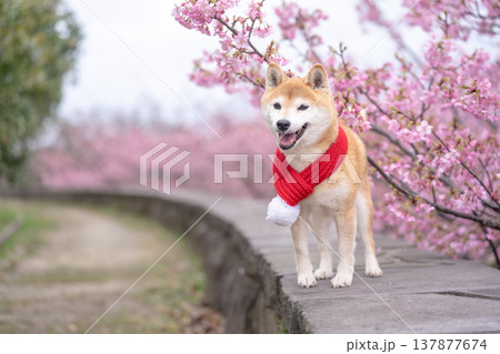 桜背景に柴犬　可愛い柴犬　柴犬茜 137877674