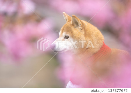 桜背景に柴犬 可愛い柴犬 柴犬茜 桜背景に柴犬 可愛い柴犬 柴犬茜 137877675