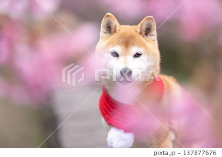 桜背景に柴犬 可愛い柴犬 柴犬茜 桜背景に柴犬 可愛い柴犬 柴犬茜 137877676
