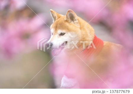 桜背景に柴犬 可愛い柴犬 柴犬茜 桜背景に柴犬 可愛い柴犬 柴犬茜 137877679