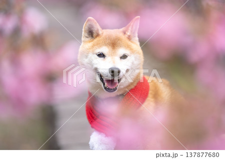 桜背景に柴犬 可愛い柴犬 柴犬茜 桜背景に柴犬 可愛い柴犬 柴犬茜 137877680