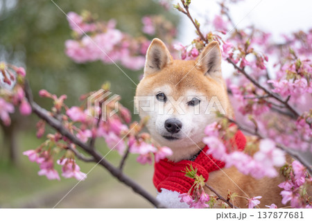 桜背景に柴犬 可愛い柴犬 柴犬茜 桜背景に柴犬 可愛い柴犬 柴犬茜 137877681