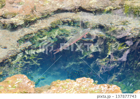 世界遺産・忍野八海「お釜池」で泳ぐニジマス 137877743