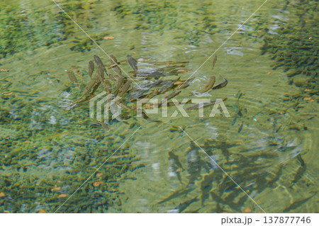 世界遺産・忍野八海「銚子池」の魚の群れとその影 137877746