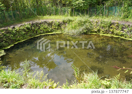 世界遺産・忍野八海「銚子池」 137877747