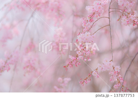 ふわり桜景色 ふわり桜景色 137877753
