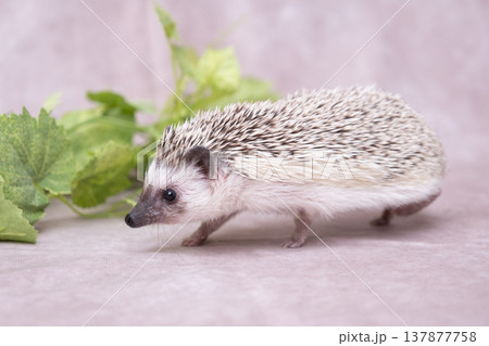 ハリネズミ4 137877758