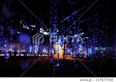 足利フラワーパーク　イルミネーション 137877788