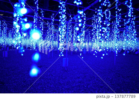 足利フラワーパーク　イルミネーション 137877789