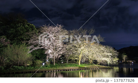 ライトアップされた夜桜 ライトアップされた夜桜 137877826