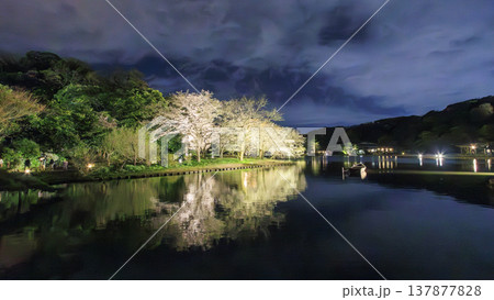 ライトアップされた夜桜 137877828