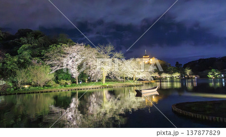 ライトアップされた夜桜 ライトアップされた夜桜 137877829