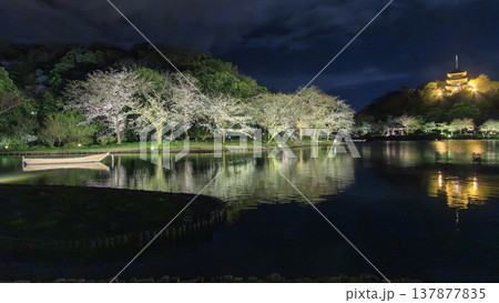 ライトアップされた夜桜 ライトアップされた夜桜 137877835