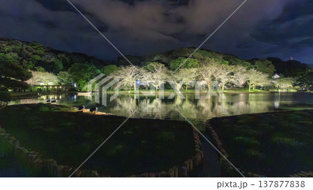 ライトアップされた夜桜 137877838