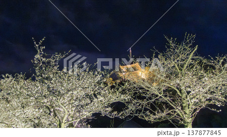 ライトアップされた夜桜 ライトアップされた夜桜 137877845