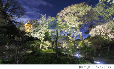ライトアップされた夜桜 ライトアップされた夜桜 137877855