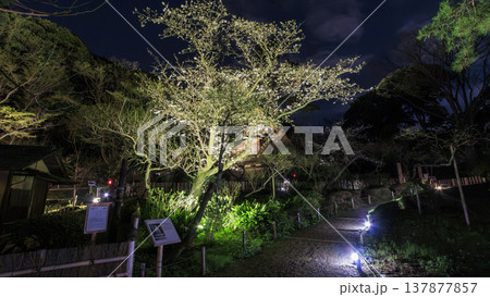 ライトアップされた夜桜 ライトアップされた夜桜 137877857