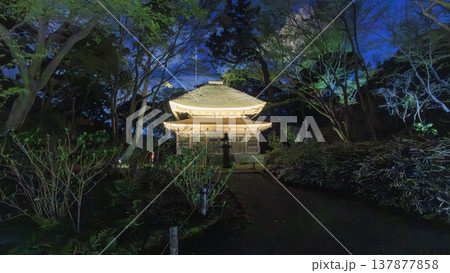 ライトアップされた夜桜 137877858