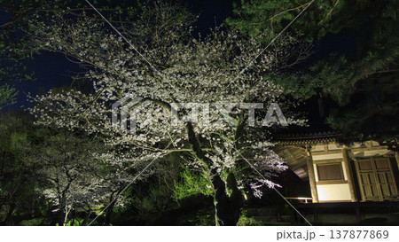 ライトアップされた夜桜 137877869