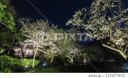 ライトアップされた夜桜 ライトアップされた夜桜 137877870