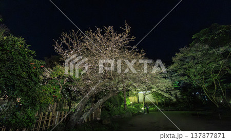 ライトアップされた夜桜 137877871