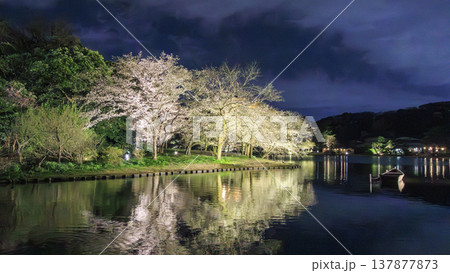 ライトアップされた夜桜 137877873