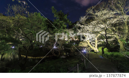 ライトアップされた夜桜 ライトアップされた夜桜 137877874