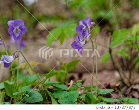 ニオイタチツボスミレの紫色の花弁 137877875