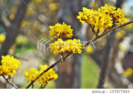 黄色いサンシュユの花（春、三月） 137877883