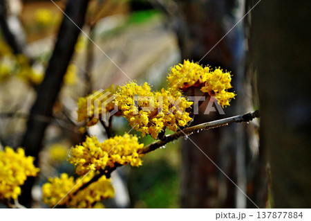 黄色いサンシュユの花（春、三月） 137877884