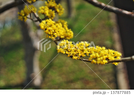 黄色いサンシュユの花(春、三月) 黄色いサンシュユの花(春、三月) 137877885