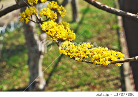 黄色いサンシュユの花（春、三月） 137877886
