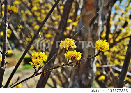黄色いサンシュユの花（春、三月） 137877888