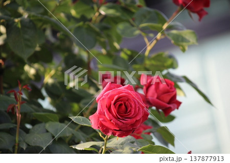 鮮やかに開花　ばら 137877913