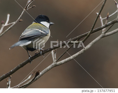 枝にとまるシジュウカラ 137877951