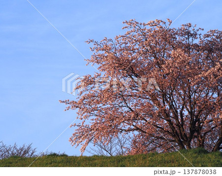 荒川運動公園桜堤の満開の大寒桜 荒川運動公園桜堤の満開の大寒桜 137878038