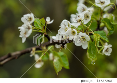 白い花をつけたバラ科マメナシの木 白い花をつけたバラ科マメナシの木 137878081