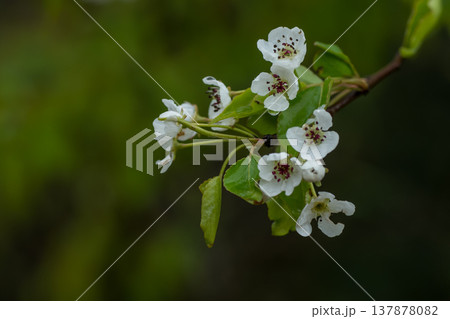 白い花をつけたバラ科マメナシの木 白い花をつけたバラ科マメナシの木 137878082